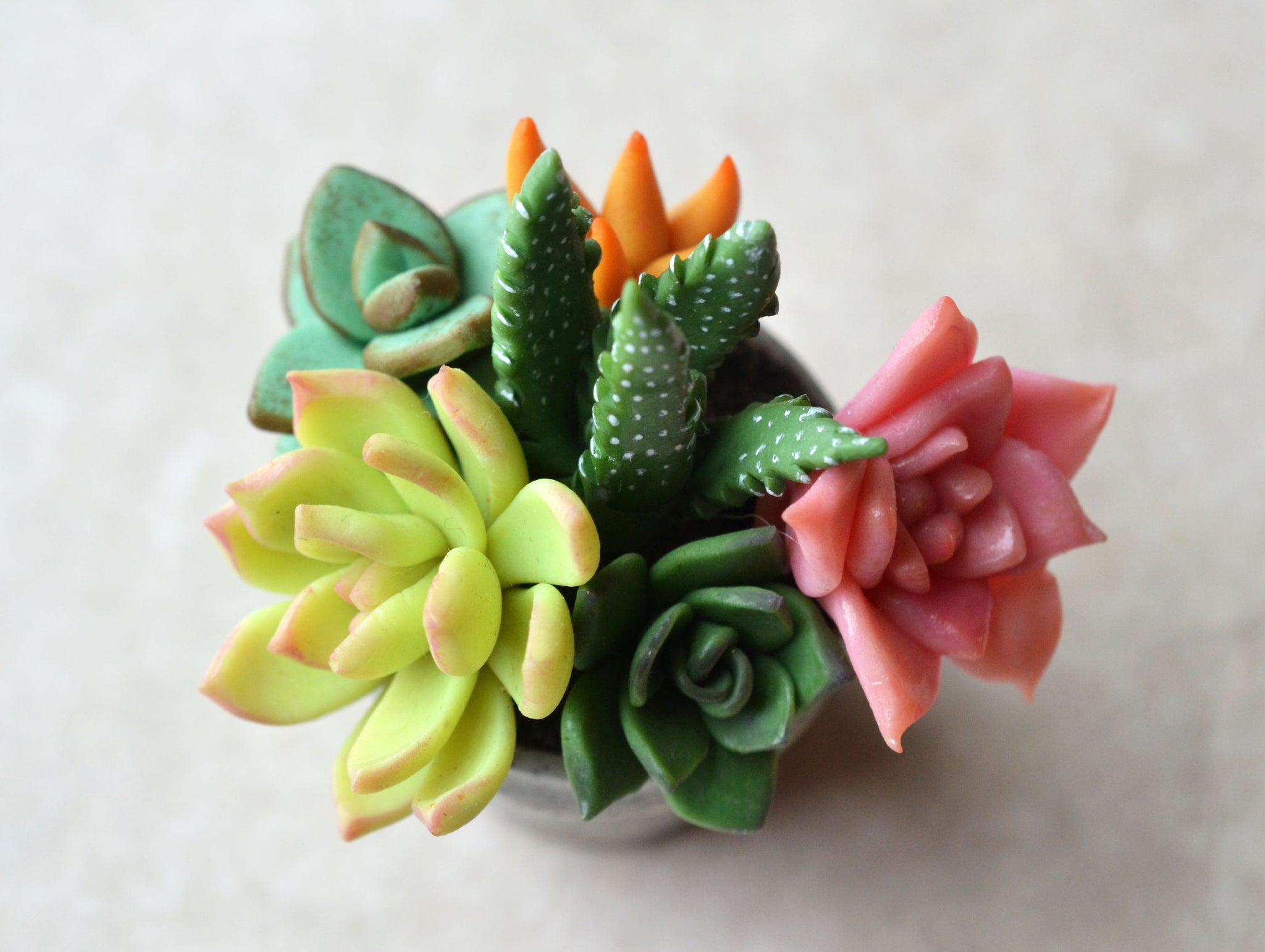 10 Mini Succulentes Sunnyplants - Boutures 1-2cm - Plantes D'intérieur Mignonnes - Cadeau Vert