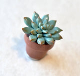 Mini Potted Succulent Plant Polymer Clay Magnet