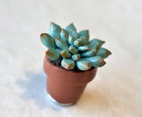 Mini Potted Succulent Plant Polymer Clay Magnet